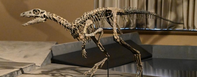 Dinosaurierskelette gehören zu den bekanntesten Ausstellungsstücken des Berliner Naturkundemuseums.